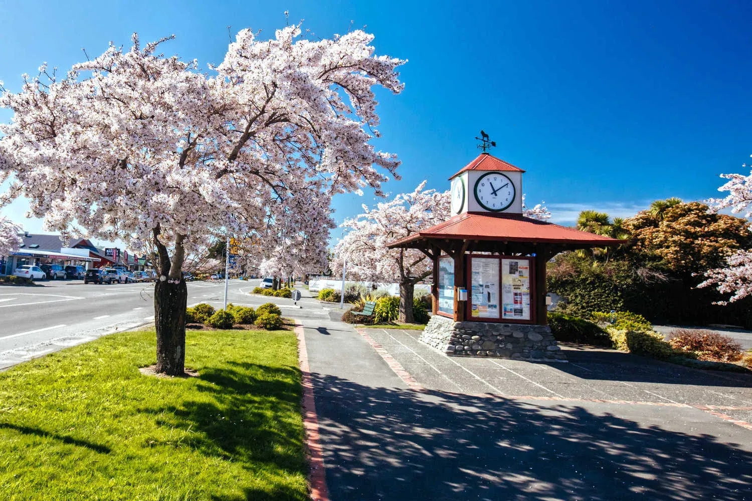 Darfield clock tower and cherry blossoms, a hub for retail and community services in Canterbury.