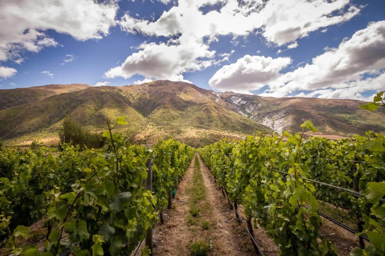 Gibbston vineyards and mountain vistas, a hub for wineries and outdoor activities in Central Otago.