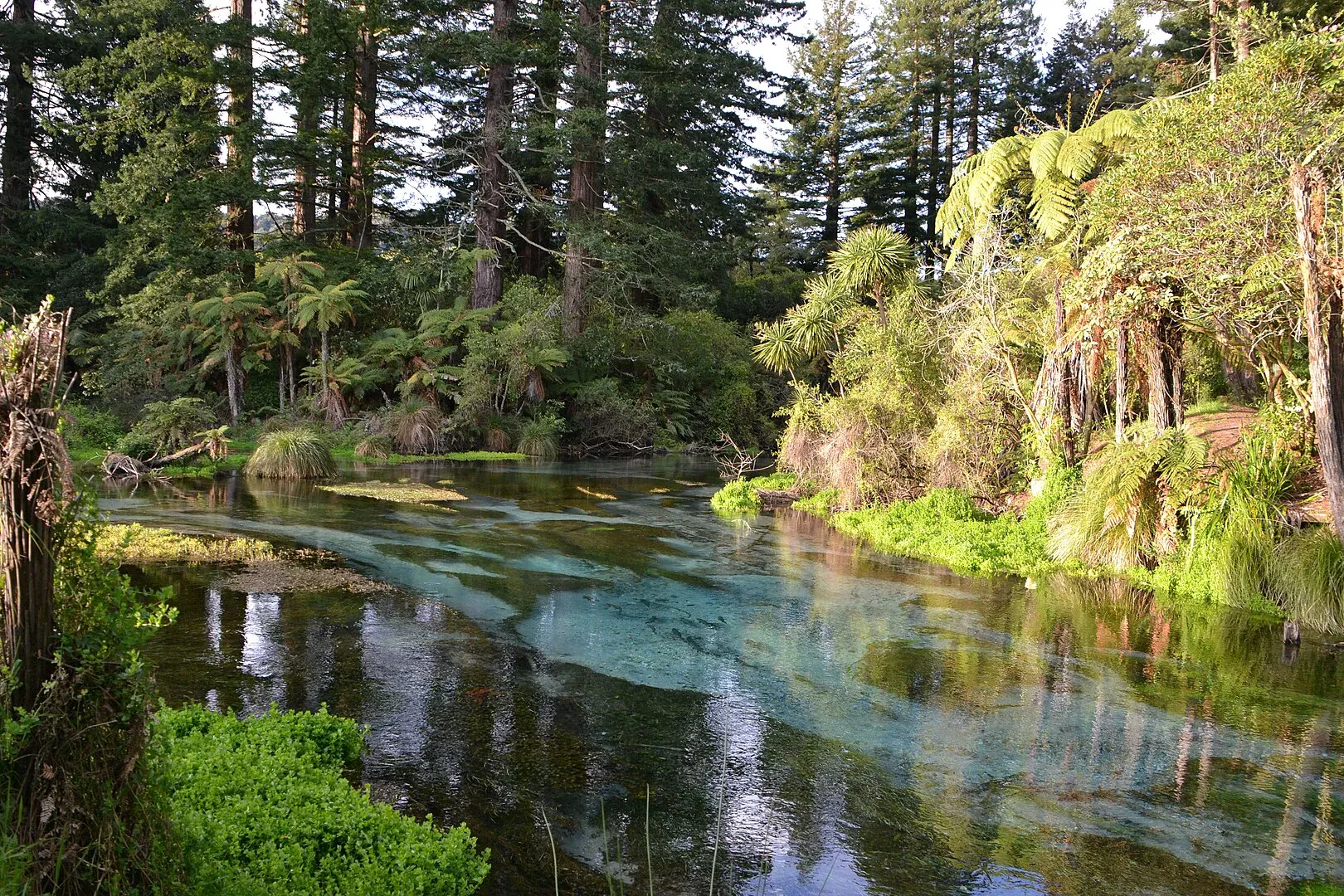 Hamurana Springs surrounded by native forest, Rotorua directory for local attractions and services.