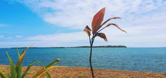 Placeholder