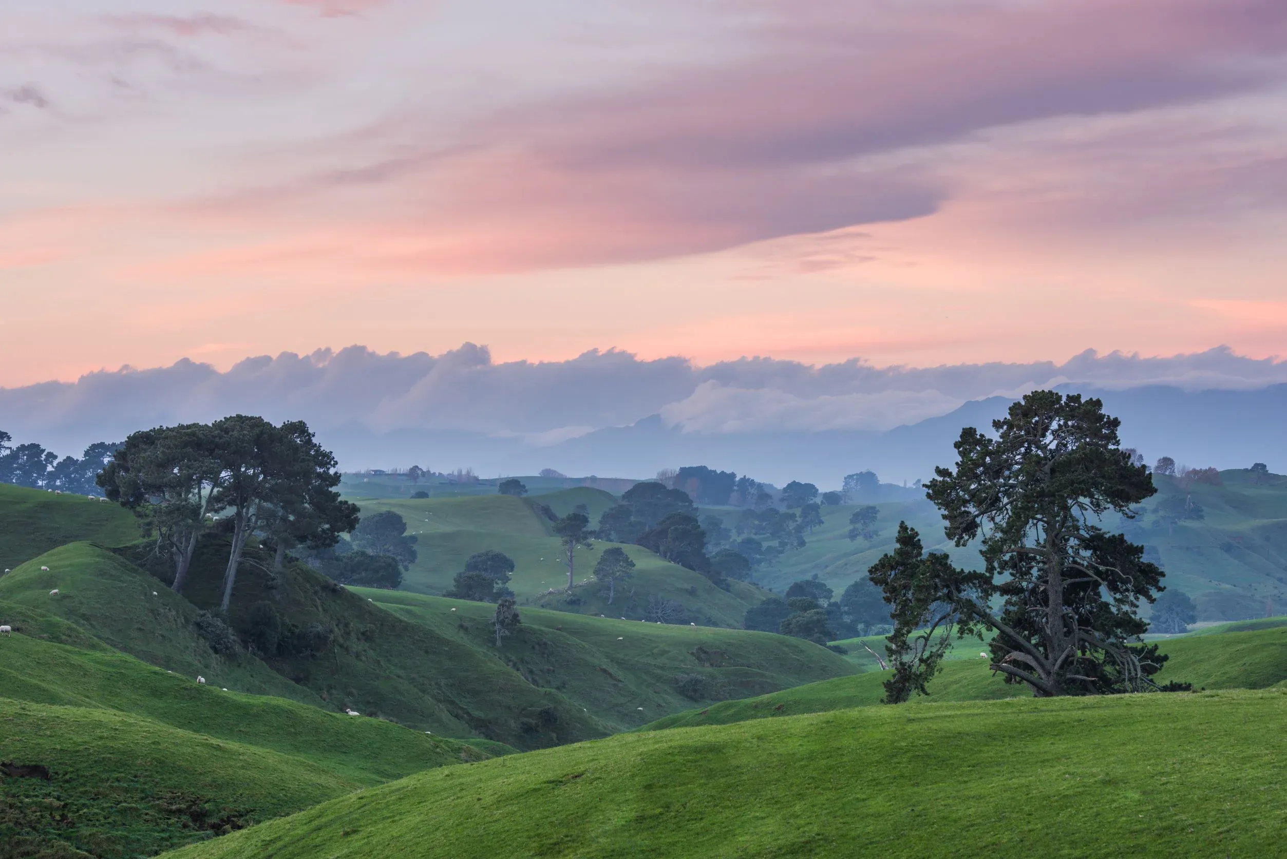 Hobbiton-like countryside in Matamata, Waikato, famous for film tourism and a vibrant rural economy.