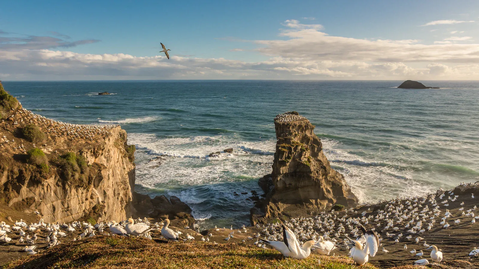 Muriwai gannet colony with coastal cliffs, highlighting eco-tourism and local attractions.