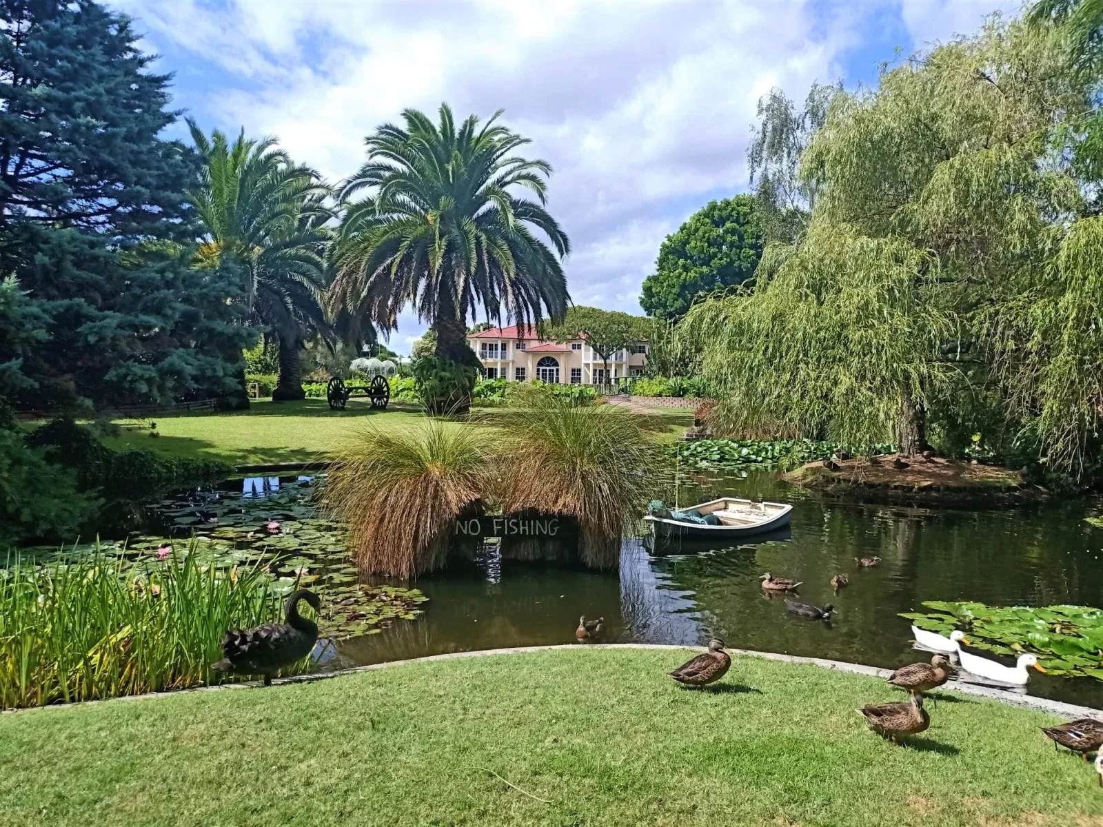 Picturesque garden with palm trees, pond, and swans, Ngatea, New Zealand.