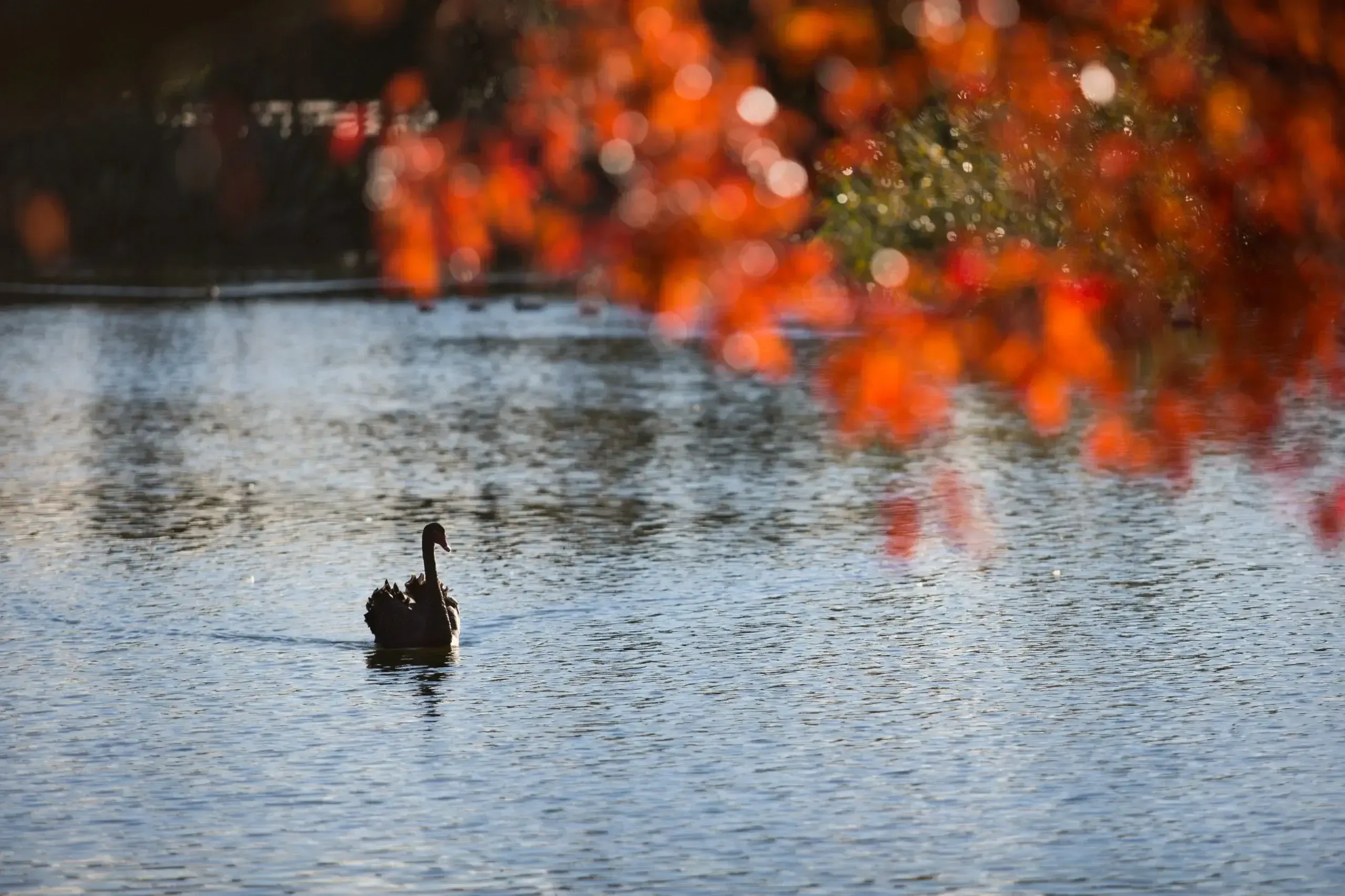 Duck swimming near Ohoka